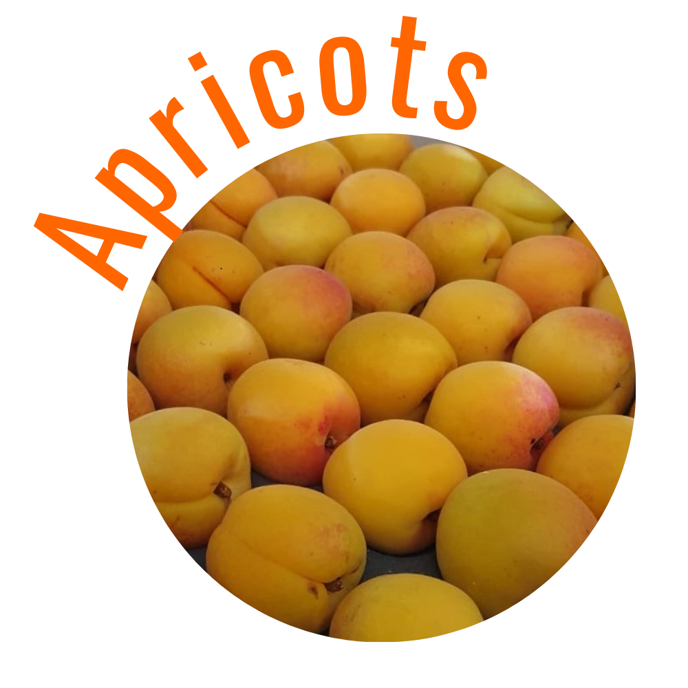 Apricots