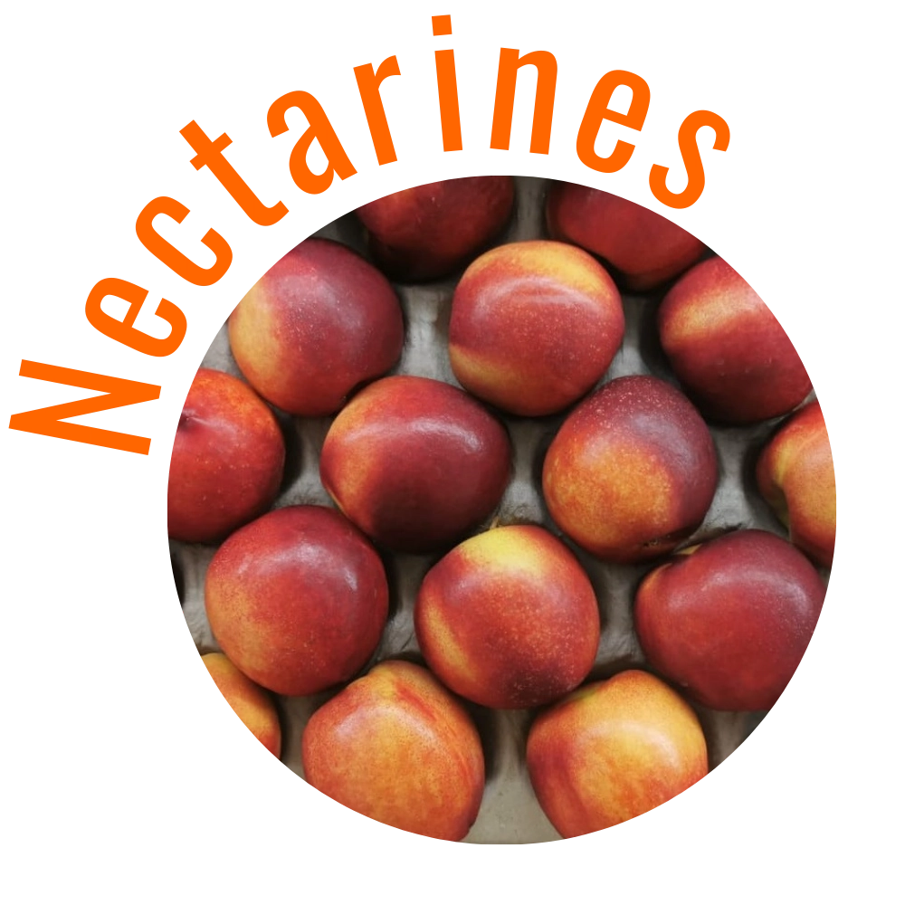 Nectarines