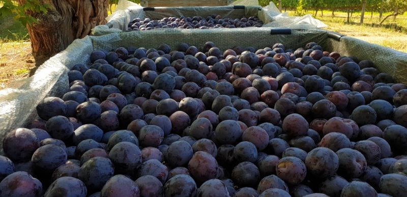 Swart pruime in plukkrat